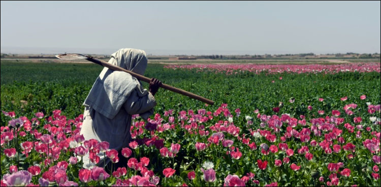 Myanmar, opium farming booming, coup, UN