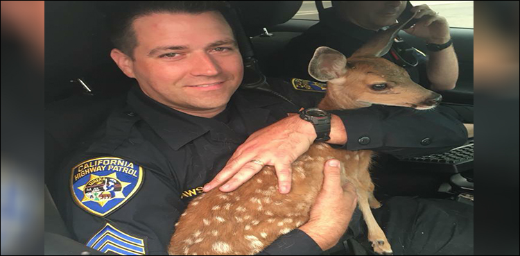 Fawn rescued from California Wildfire thanks officer with a kiss