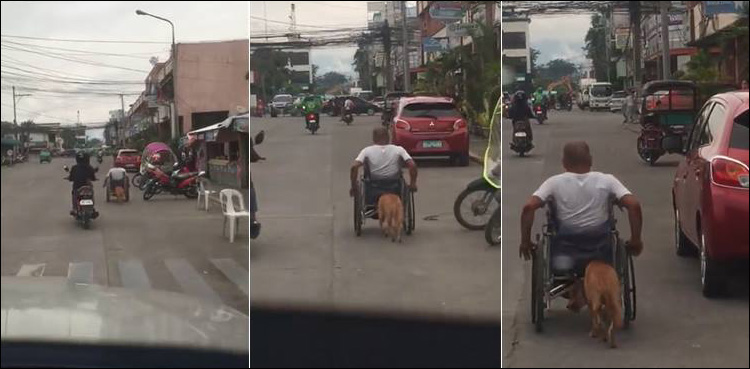 Dog wheelchair