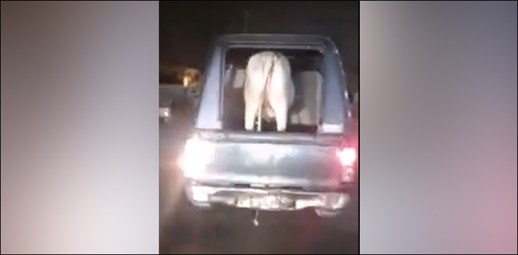 Police mobile van cow karachi