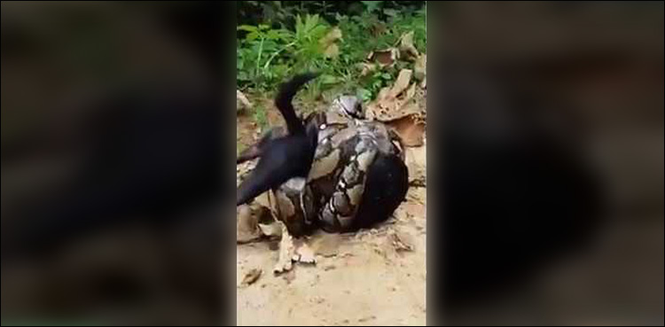 Dog huge python clutches