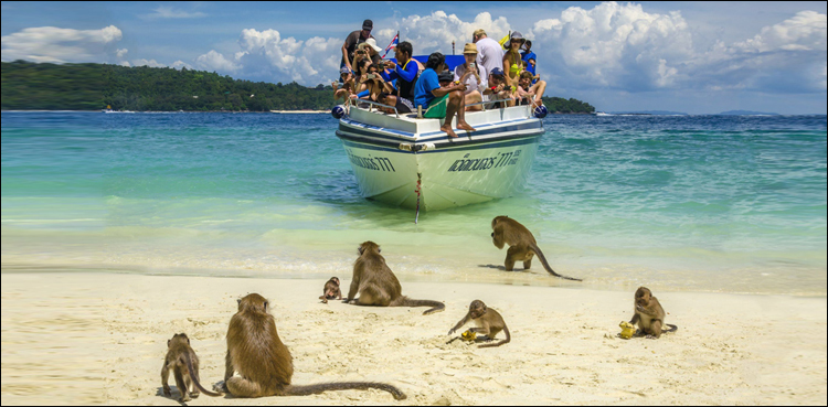 Visitors monkeys Thailand beach