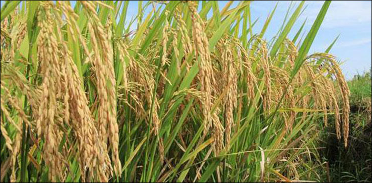 Chinese experts Pakistani scientists hybrid rice