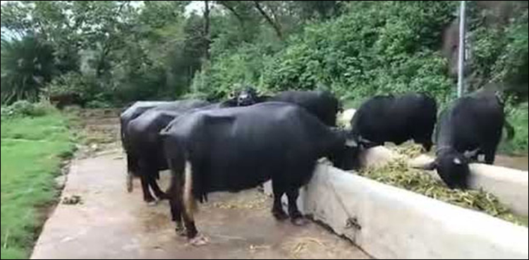 PM House buffaloes