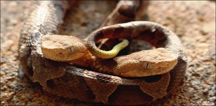 Family finds rare two headed snake in garden