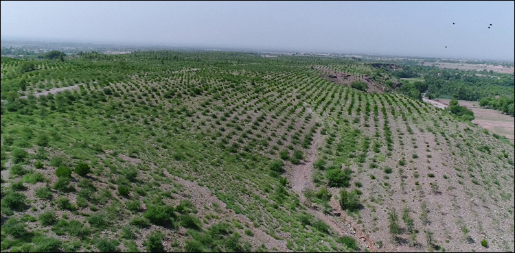 10 billion trees Pakistan