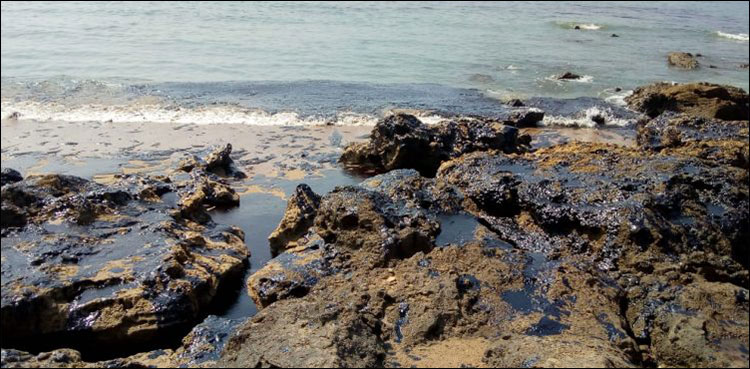 MARINE LIFE Mubarak Village oil spill