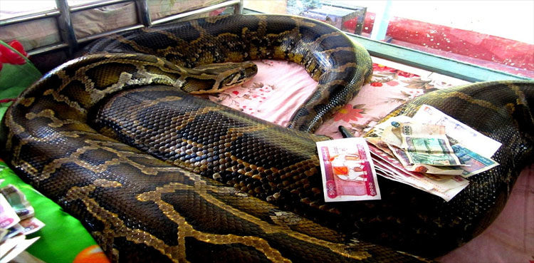 Myanmar Buddhist temple now a nirvana for snakes - ARY NEWS