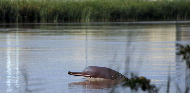 Indus dolphin, stranded, Khairpur