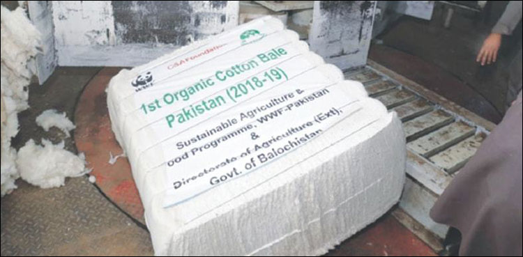 Pakistan’s first organic cotton bale harvested in Balochistan