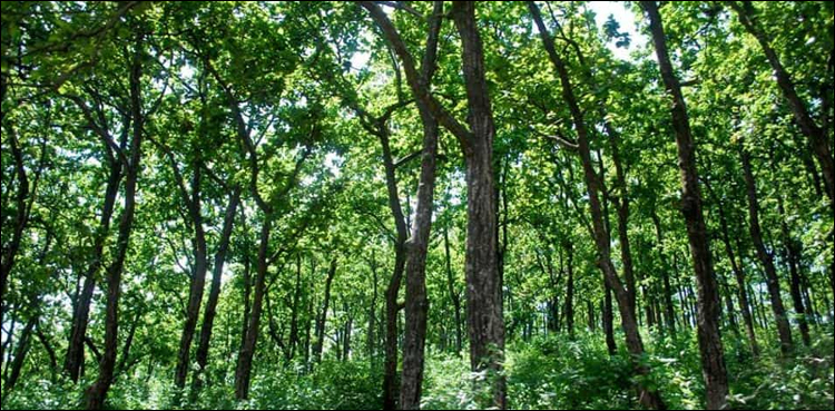 forest land, encroachments, Pano Aqil