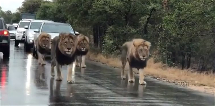 Lions block road