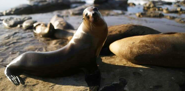 oregon, sea lion, fish, salmon