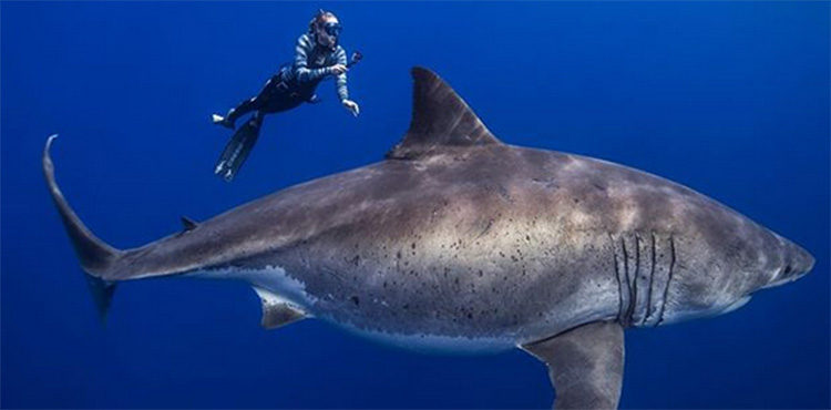 pictures of deep blue shark with divers