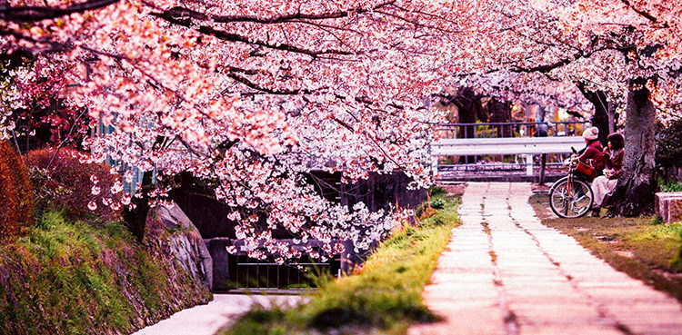 Forecasting Japan's cherry blossom is both an art and a science