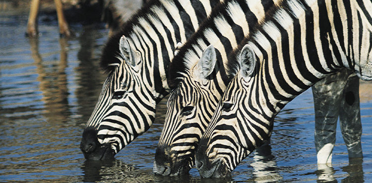 Why do zebras have stripes?