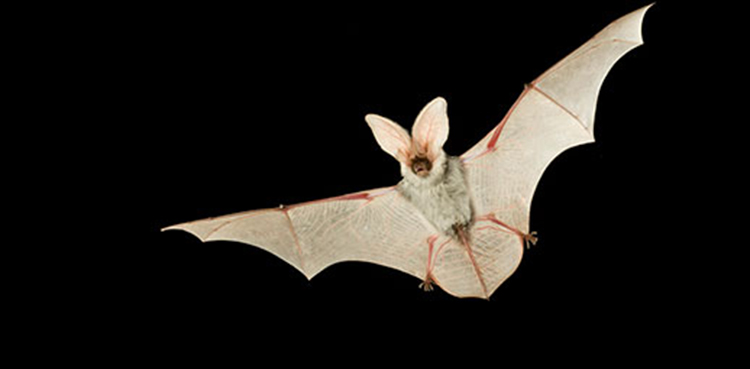 bat, new bat species, europe, north africa,