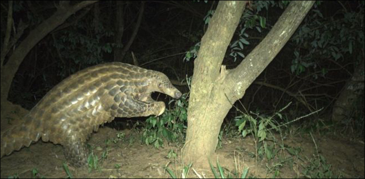 pangolins