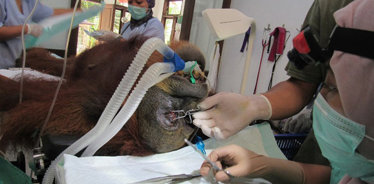 Orangutan, Indonesia, 