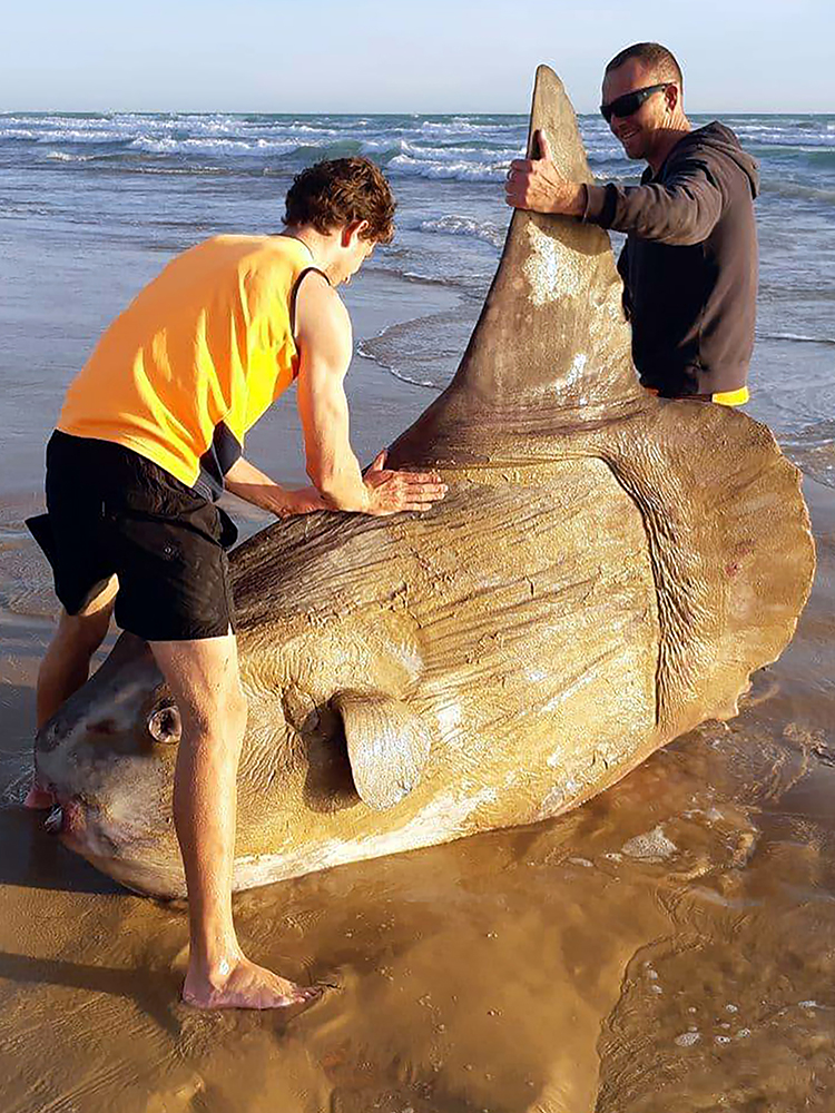 sun fish, australia, 