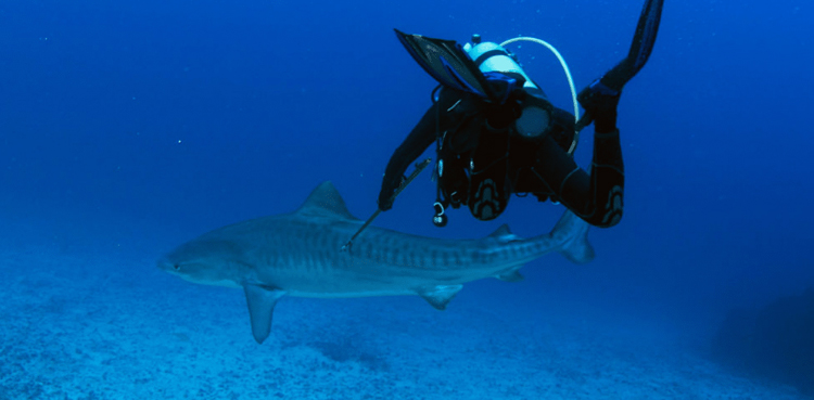 Sharks tagged Galapagos Islands