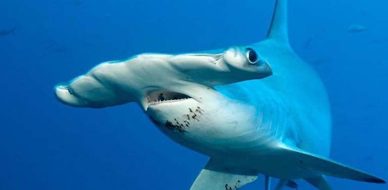 New breading ground for hammerhead sharks found