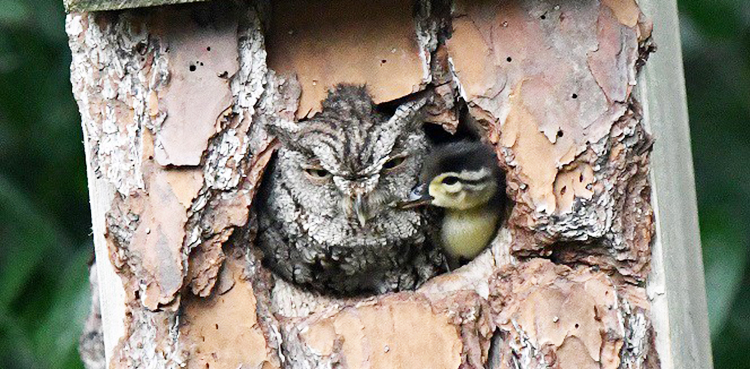 Owl raises duckling; adorable photos break Internet