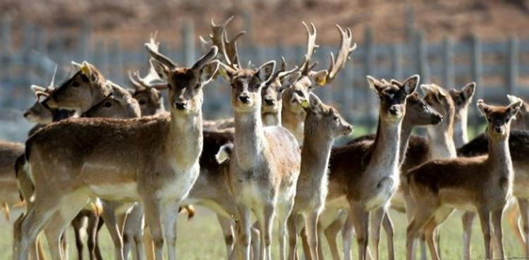 Pet deer kills man in Australian