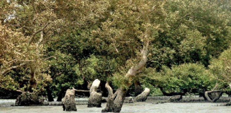 police-arrest-two-loggers-involved-in-illegal-cutting-of-mangrove-trees