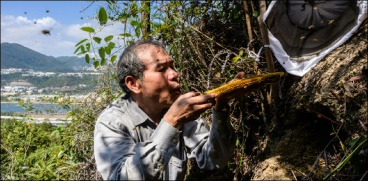 Hong Kong beekeeper