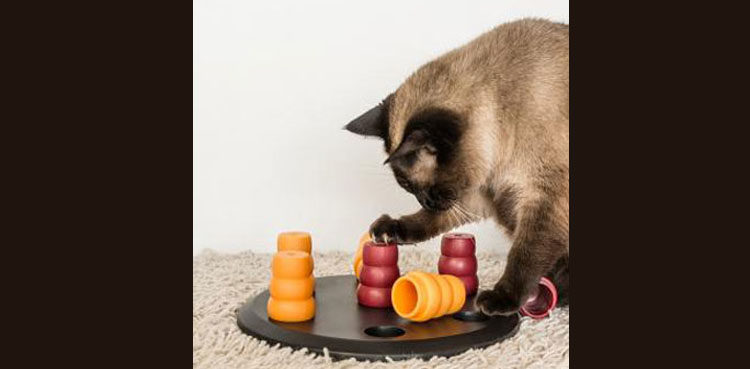 cat food puzzles amazon