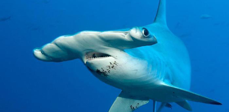 hammerhead sharks,