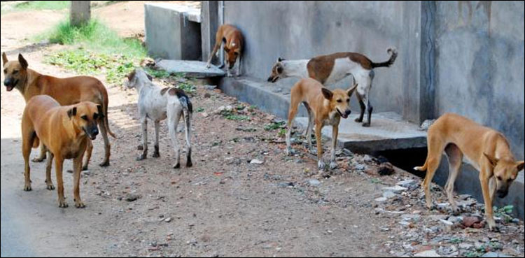 11-year-old child dies of rabies, shortage of vaccine