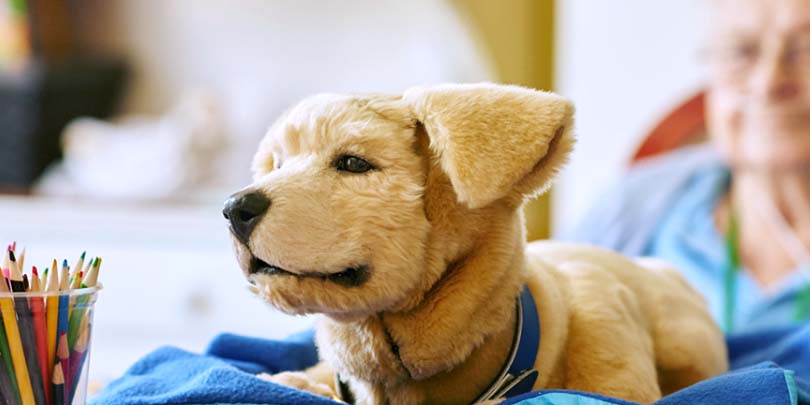 Robot Dog Was Developed to Comfort People With Alzheimer's & Dementia