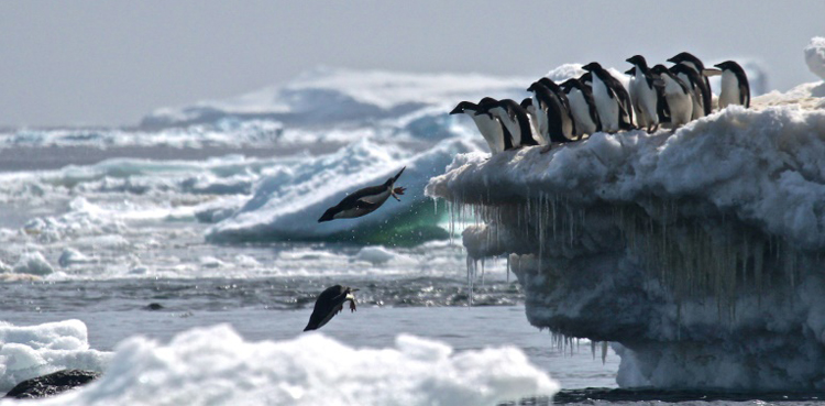 Antarctic