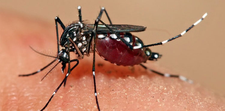 Dengue patient, Karachi