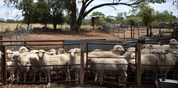 New Zealand sheep population, record low