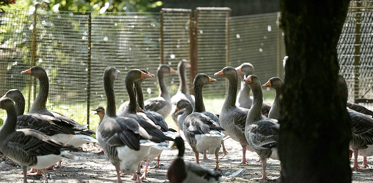 France, bird flu, ducks' vaccination