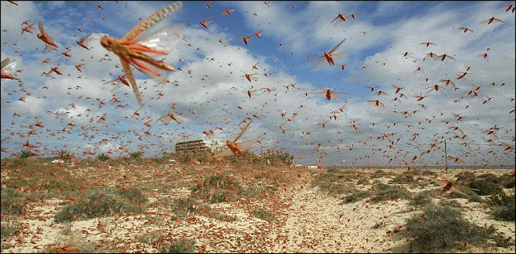 locusts attack, sukkur, standing crops