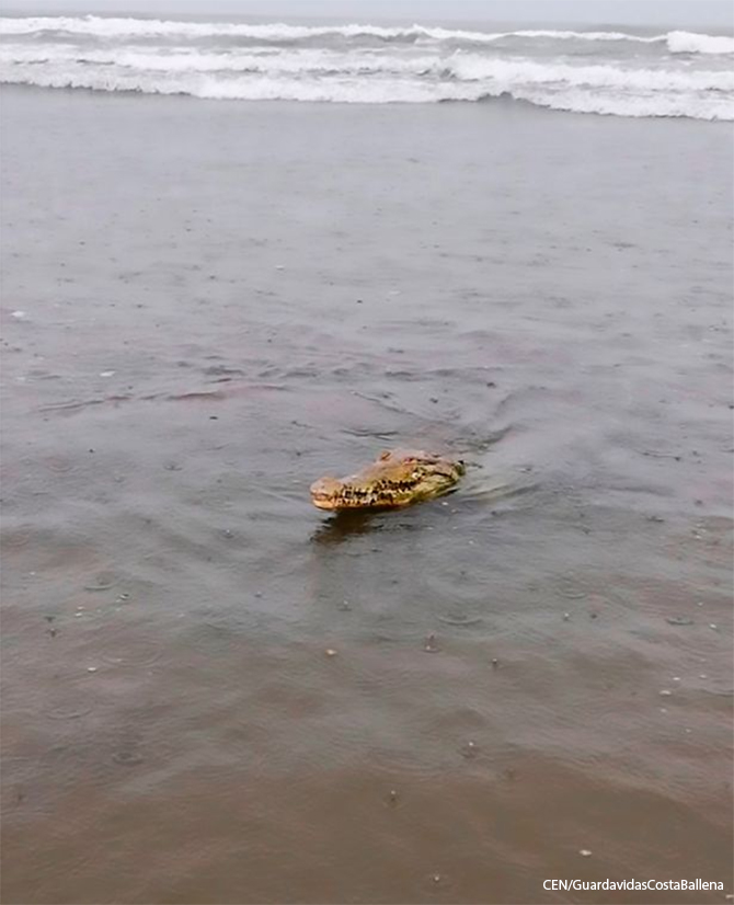 Men catch crocodile bare-handed