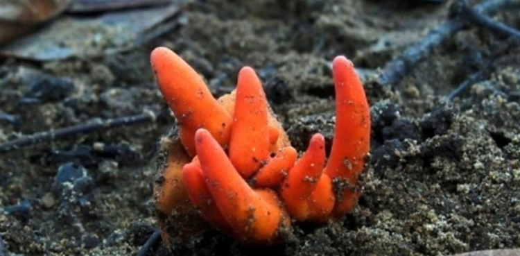 Poison Fire Coral killer fungus