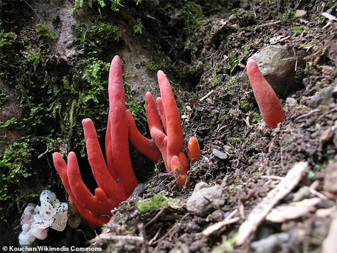 Poison Fire Coral killer fungus