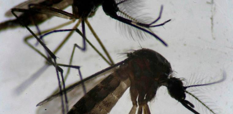 Bacteria-infected Brazilian mosquitoes