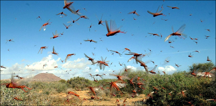 Lasbela Anti-locust operation