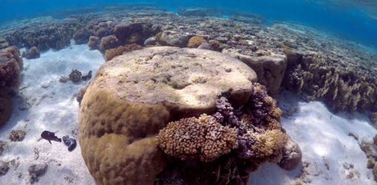 Great Barrier Reef coral spawning climate oceans