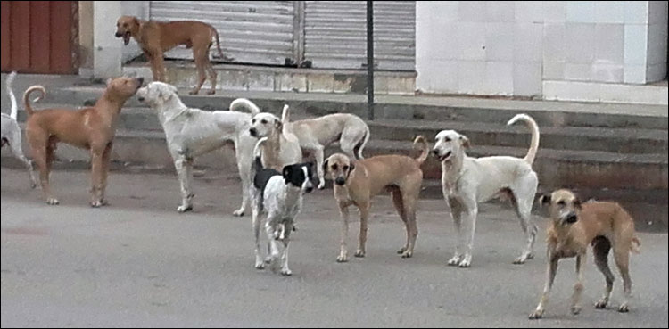 Larkana stray dogs