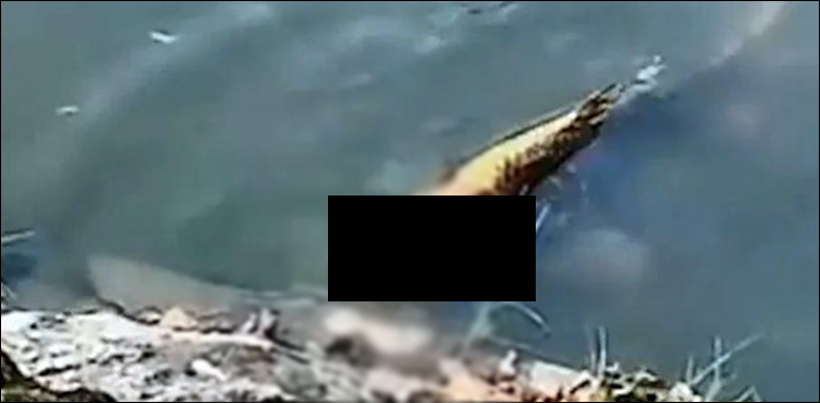 Fish with 'human face' spotted in lake - and it's really freaking people  out - Mirror Online