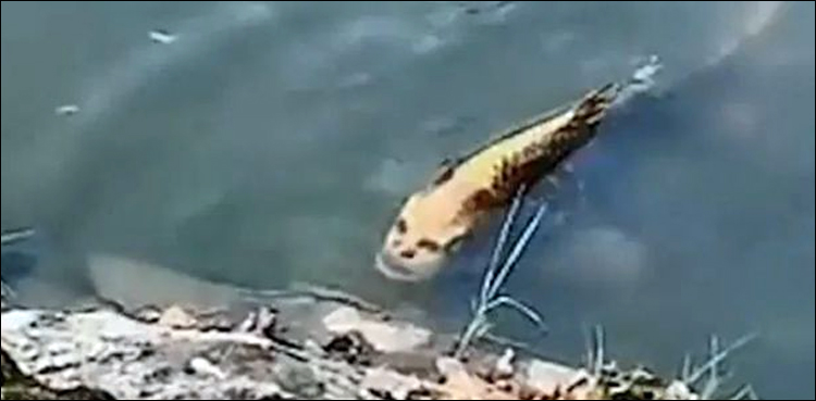 Fish with 'human face' spotted in lake - and it's really freaking people  out - Mirror Online