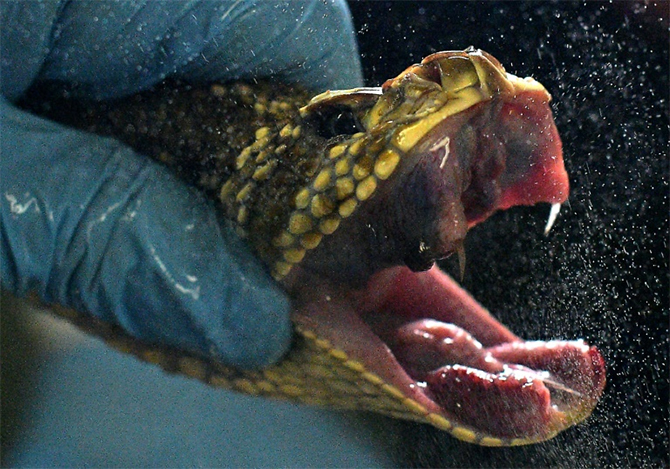 Brazil deadly snakes life-saving venom