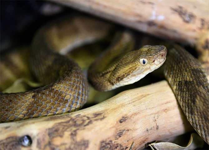 Brazil deadly snakes life-saving venom